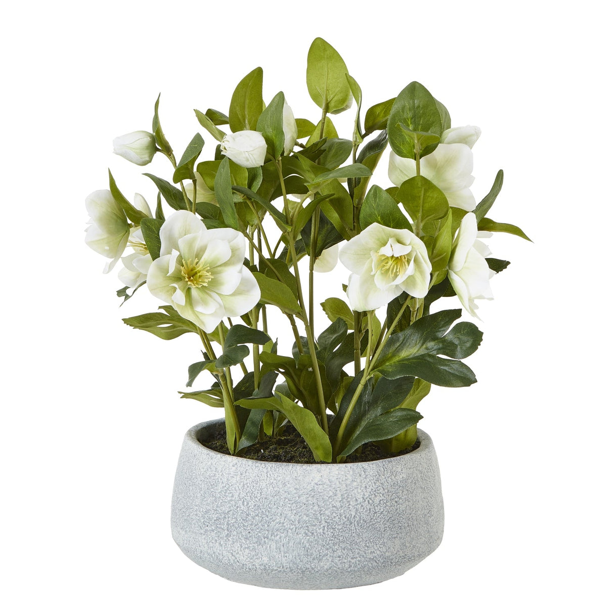 Yvonne Hellebore Plant In Grey Pot (White)
