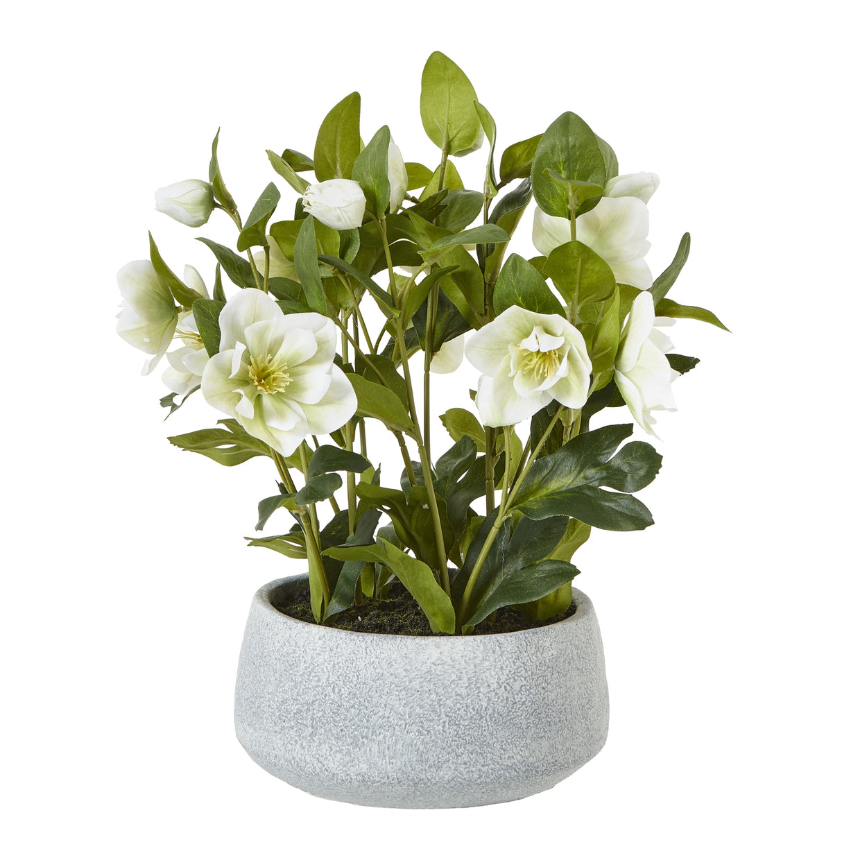 white hellebore plant in grey pot