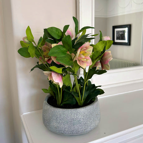 variegated pink hellebore plant in grey pot