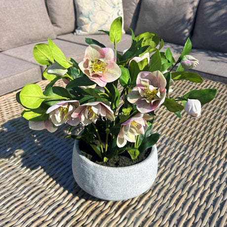 variegated pink hellebore plant in grey pot