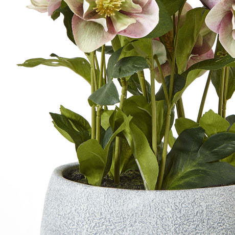 variegated pink hellebore plant in grey pot