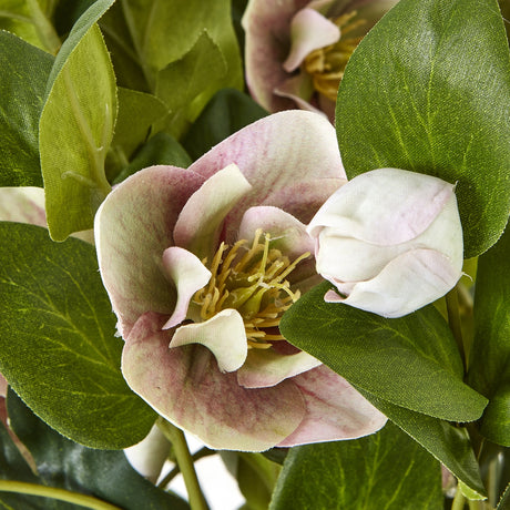 variegated pink hellebore plant in grey pot