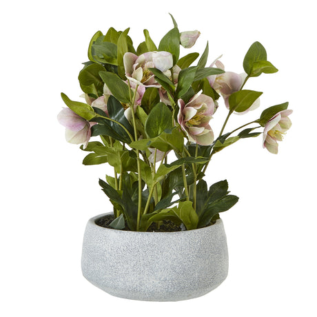 variegated pink hellebore plant in grey pot