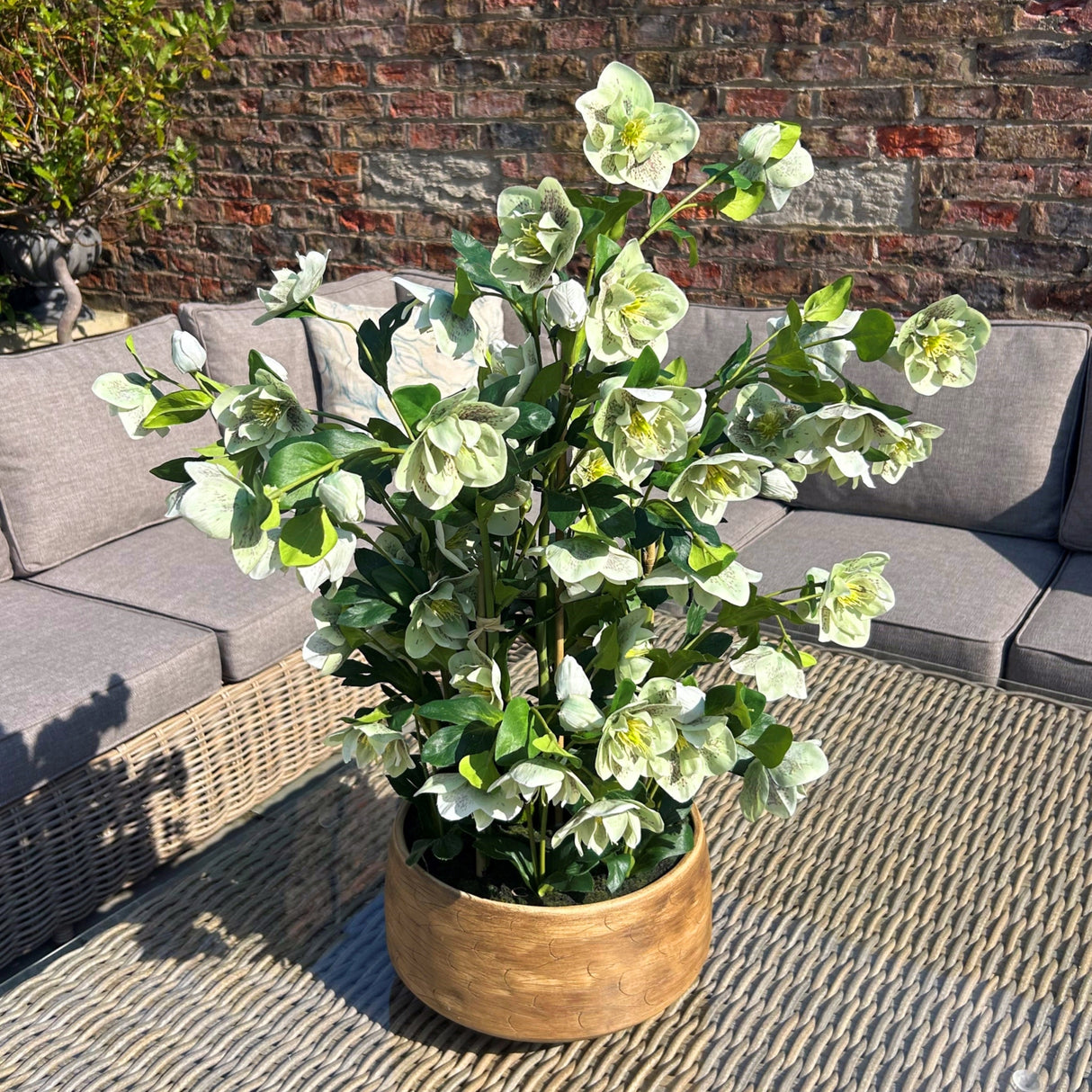 large green hellebore in taupe pot