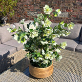 large green hellebore in taupe pot