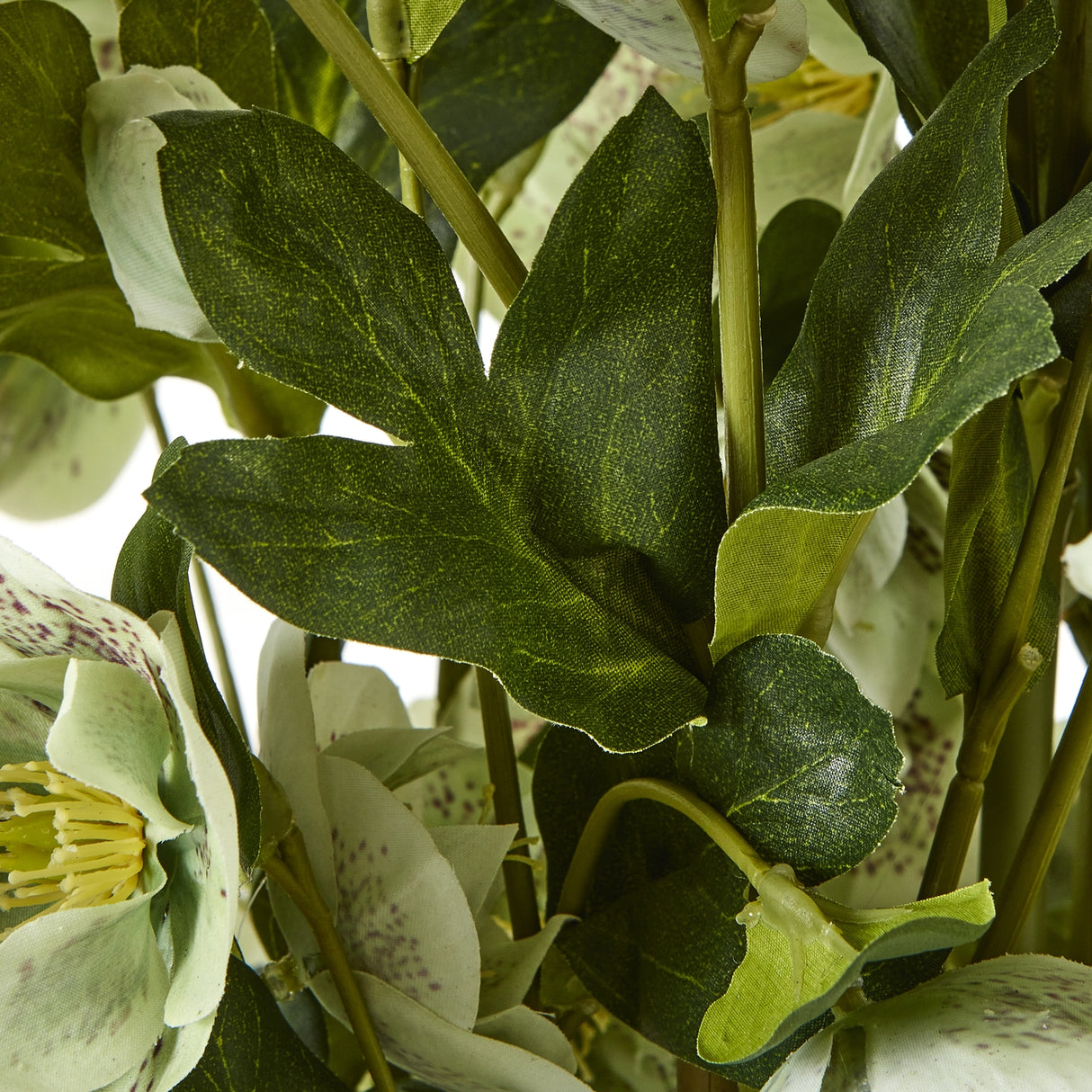 large green hellebore in taupe pot