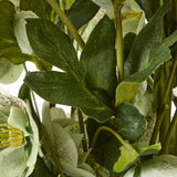 large green hellebore in taupe pot
