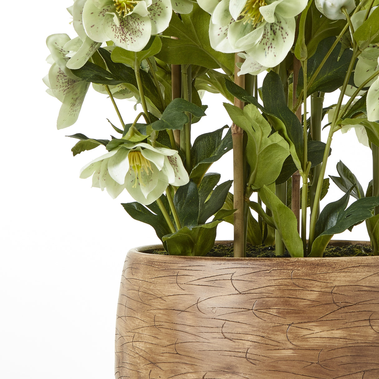 large green hellebore in taupe pot