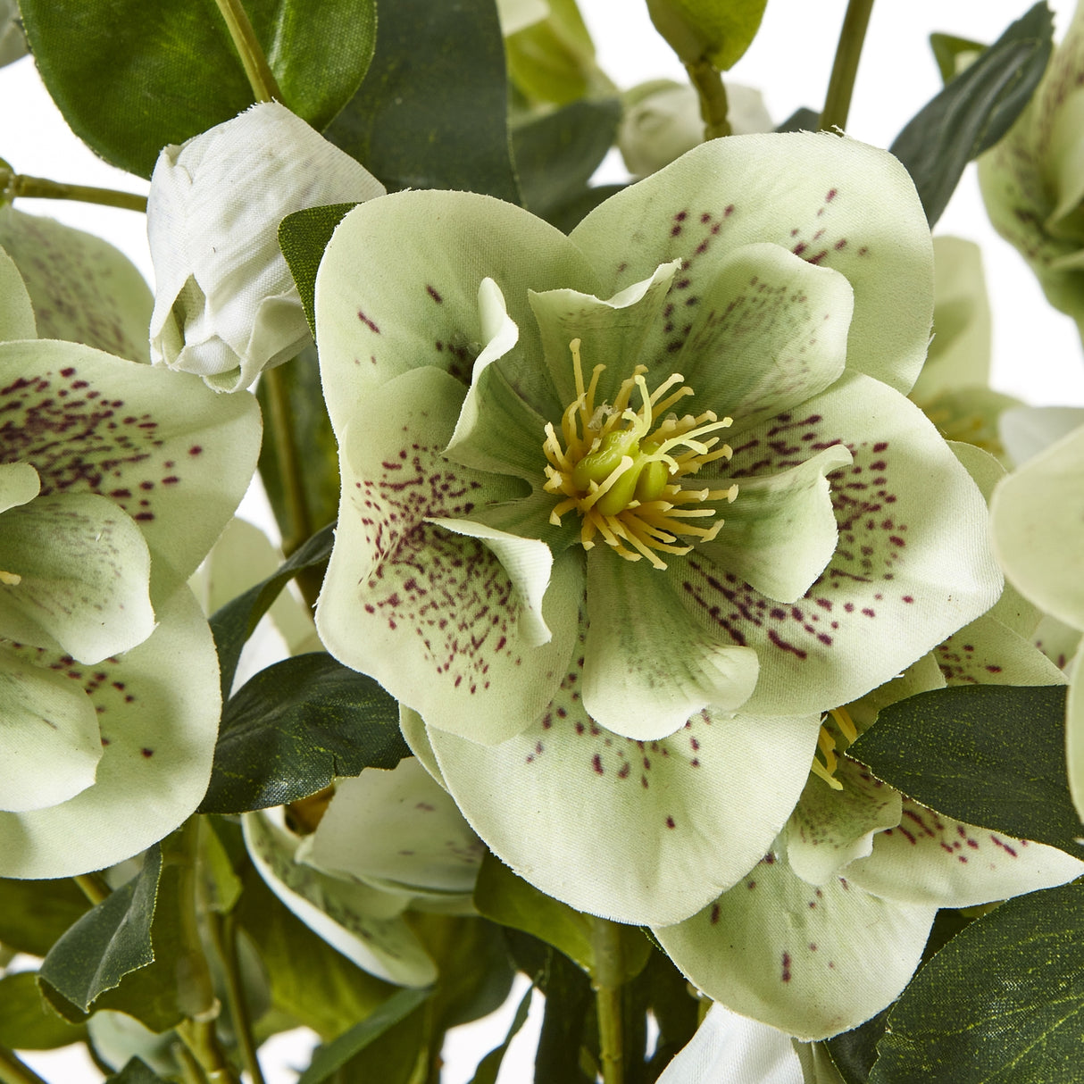 large green hellebore in taupe pot