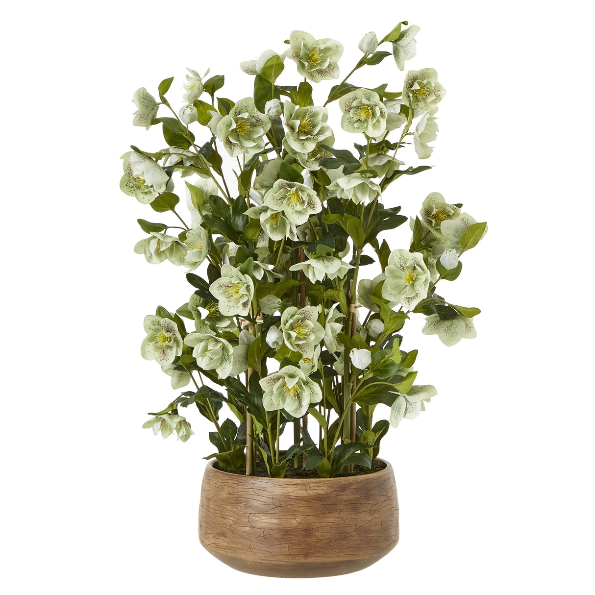 large green hellebore in taupe pot