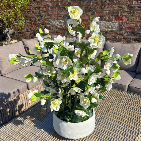 large white hellebore in grey pot