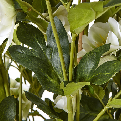 large white hellebore in grey pot