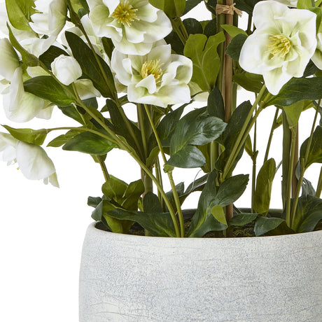 large white hellebore in grey pot