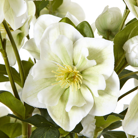 large white hellebore in grey pot