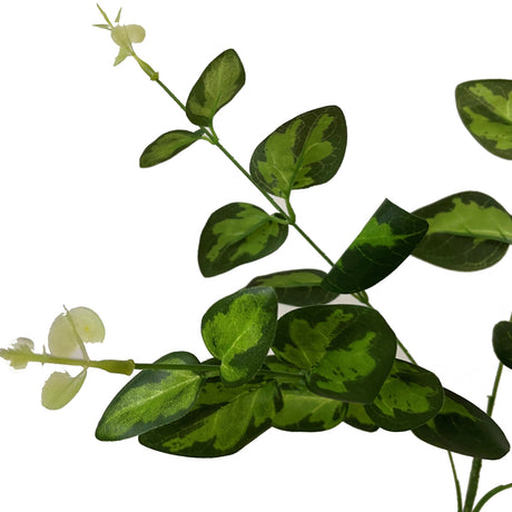 variegated leaf spray