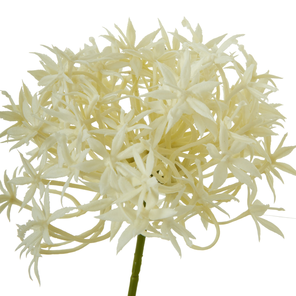 three head cream allium spray