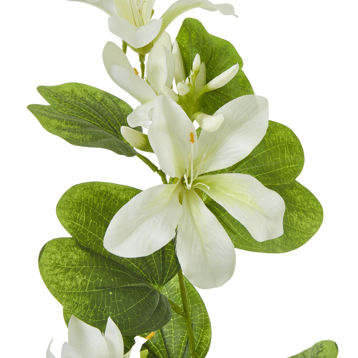 cream bauhinia orchid spray