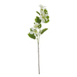 cream bauhinia orchid spray