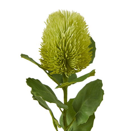 green banksia stem