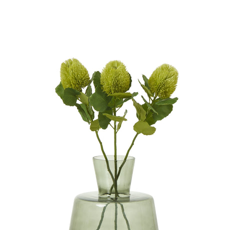 green banksia stem