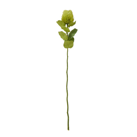 green banksia stem