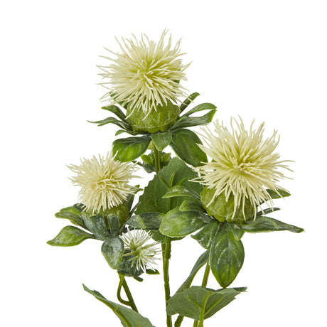 cream safflower spray