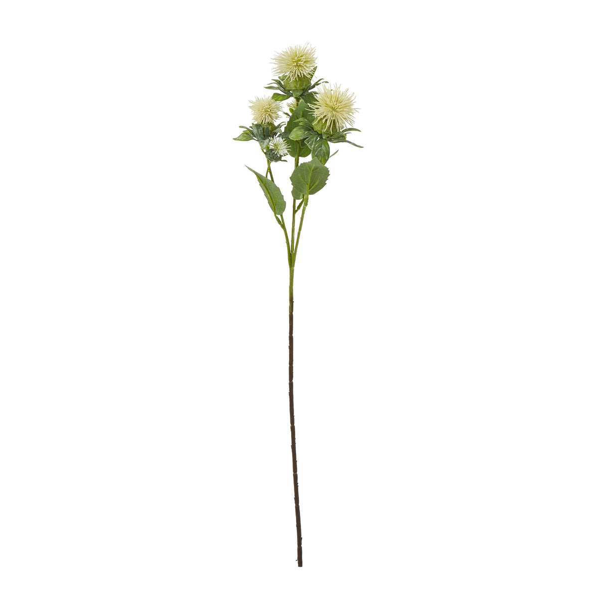 cream safflower spray