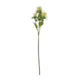 cream safflower spray