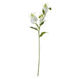 cream gloriosa spray