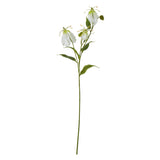 cream gloriosa spray