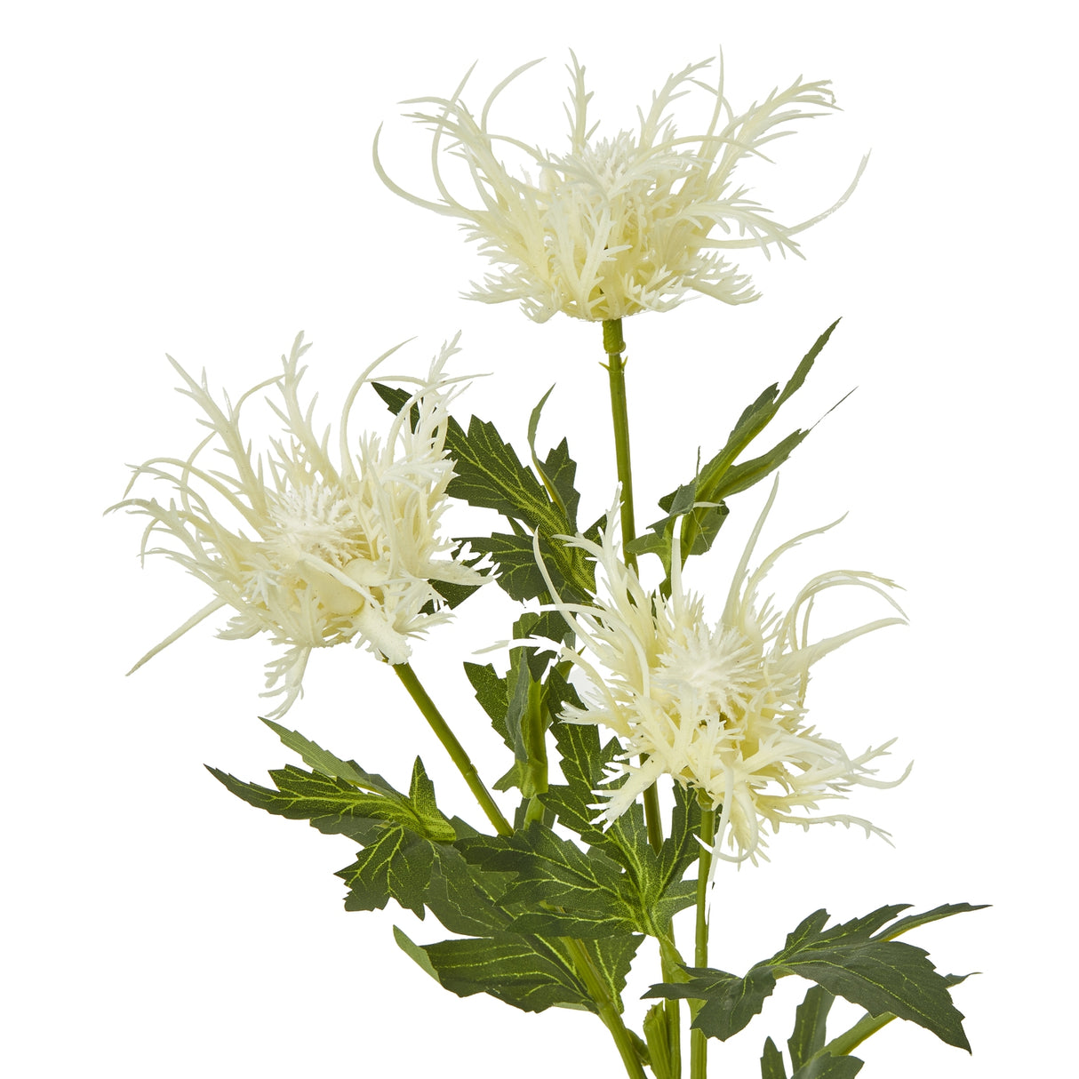 cream sea holly spray