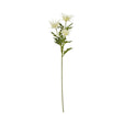 cream sea holly spray