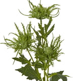 green sea holly spray