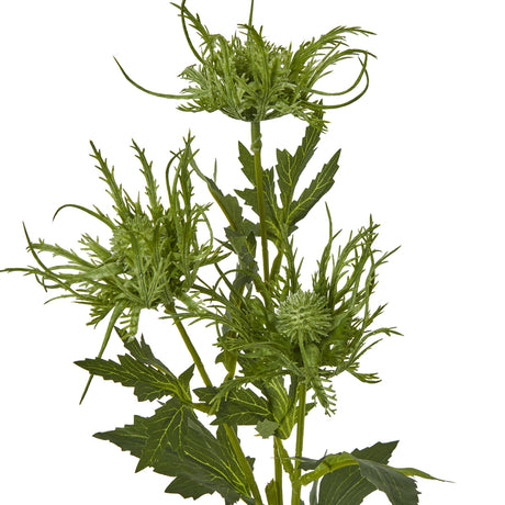 green sea holly spray