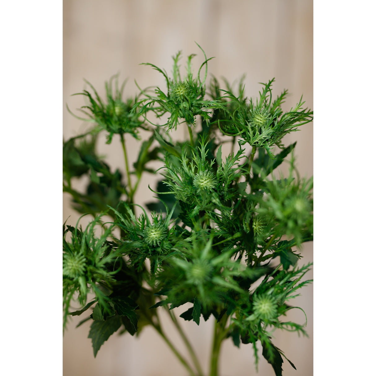 green sea holly spray