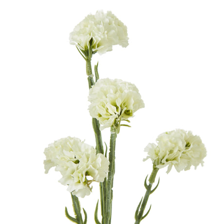 cream statice spray