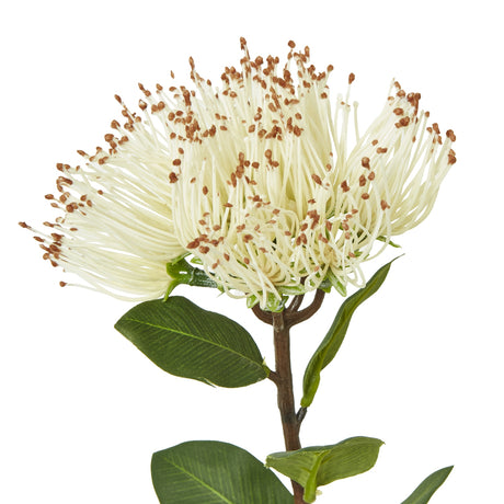 cream protea nitida stem