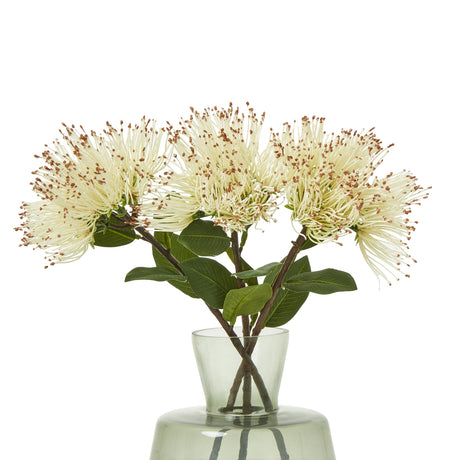 cream protea nitida stem