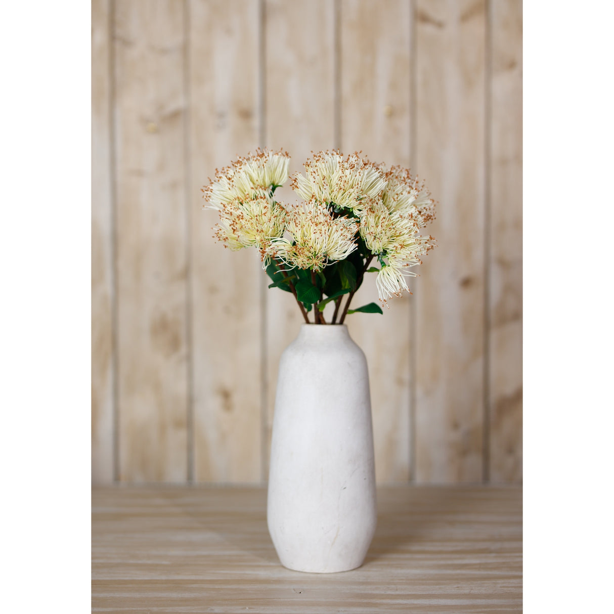 cream protea nitida stem