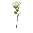 cream protea nitida stem