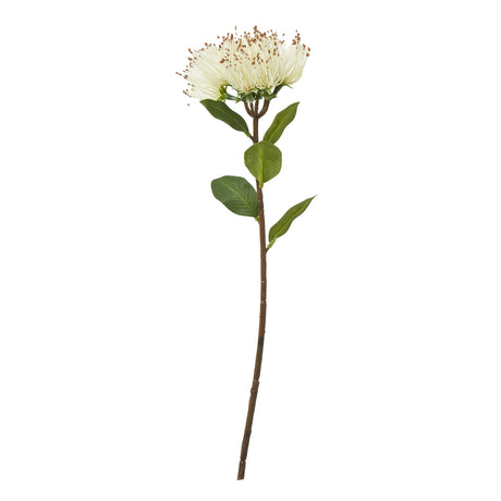 cream protea nitida stem