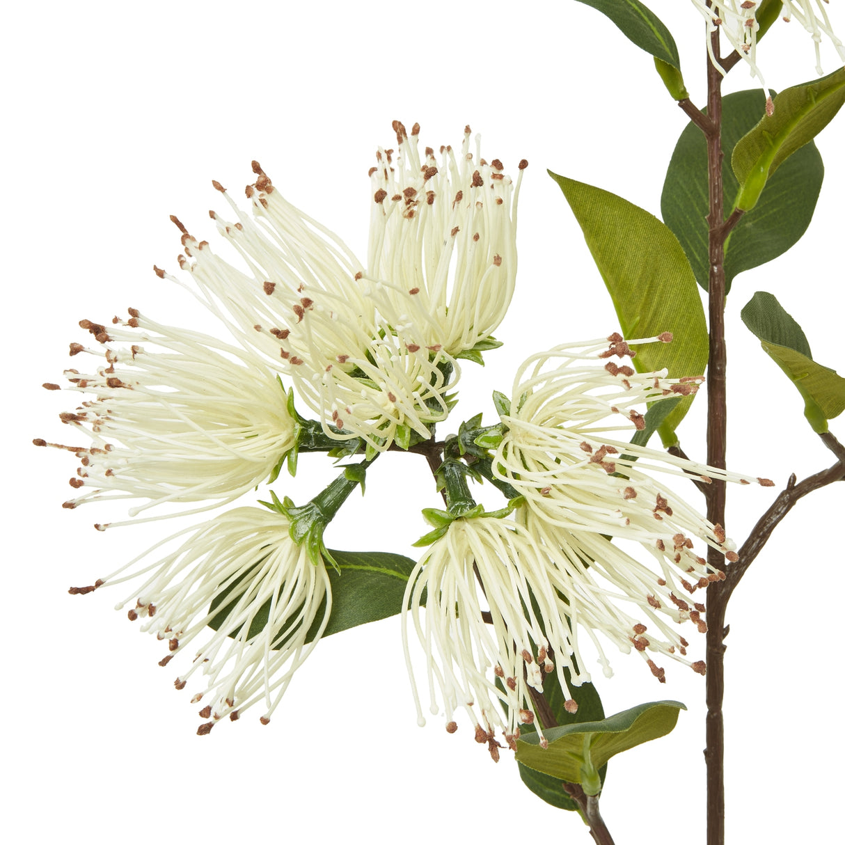 cream protea nitida spray