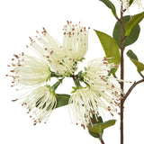 cream protea nitida spray