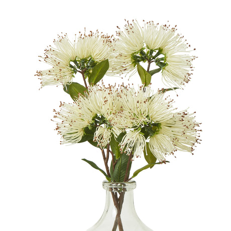 cream protea nitida spray