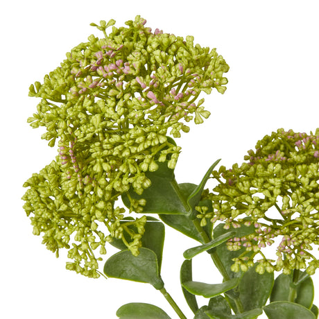 green sedum spray