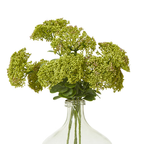 green sedum spray