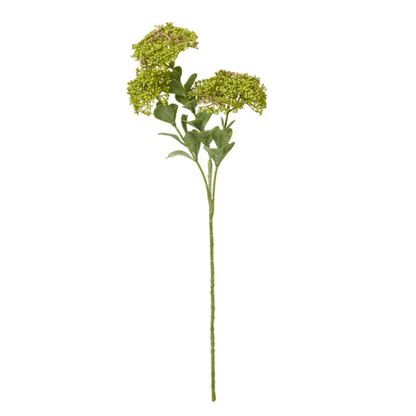 green sedum spray