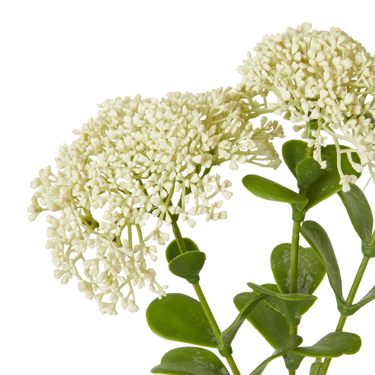 cream sedum spray