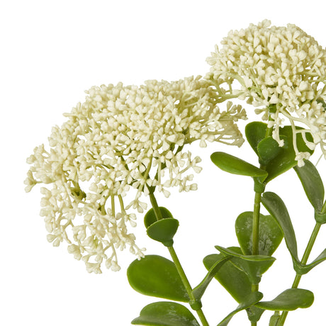 cream sedum spray
