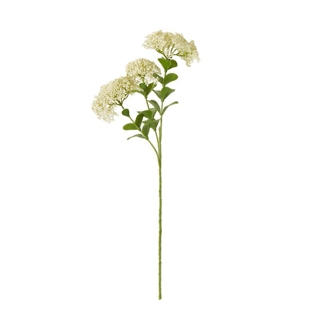 cream sedum spray